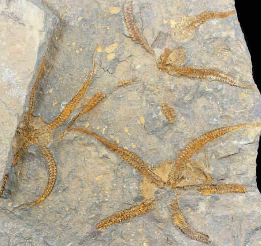 Multiple Ordovician Brittle Star (Ophiura) Slab - Morocco #56369